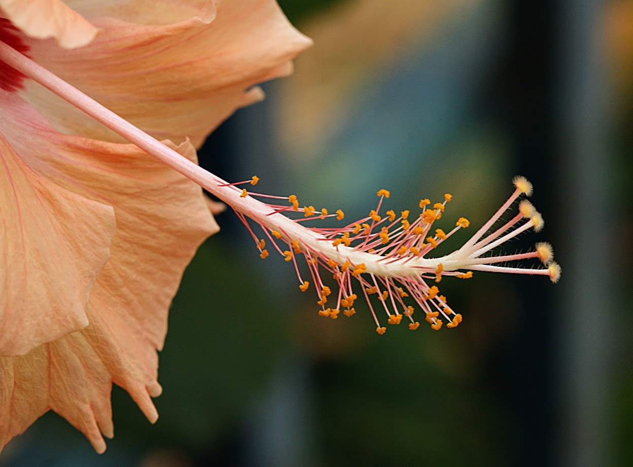 Изображение особи Hibiscus rosa-sinensis.