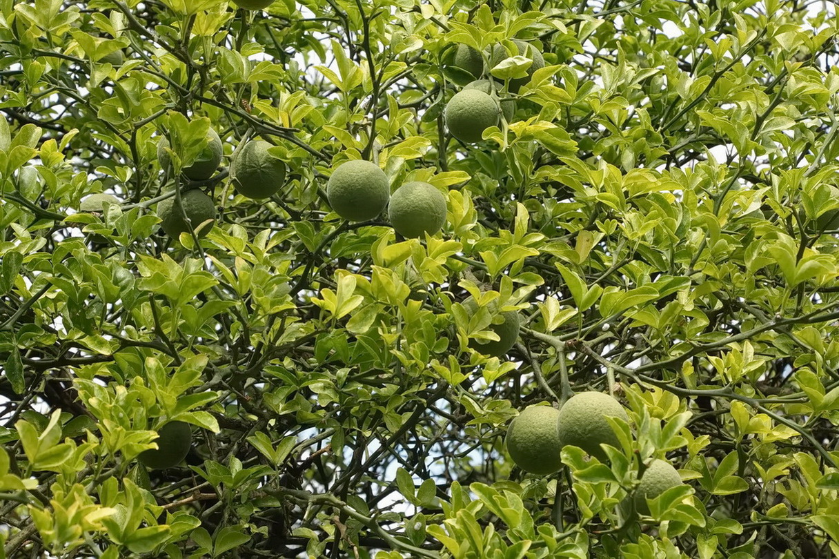 Image of Poncirus trifoliata specimen.