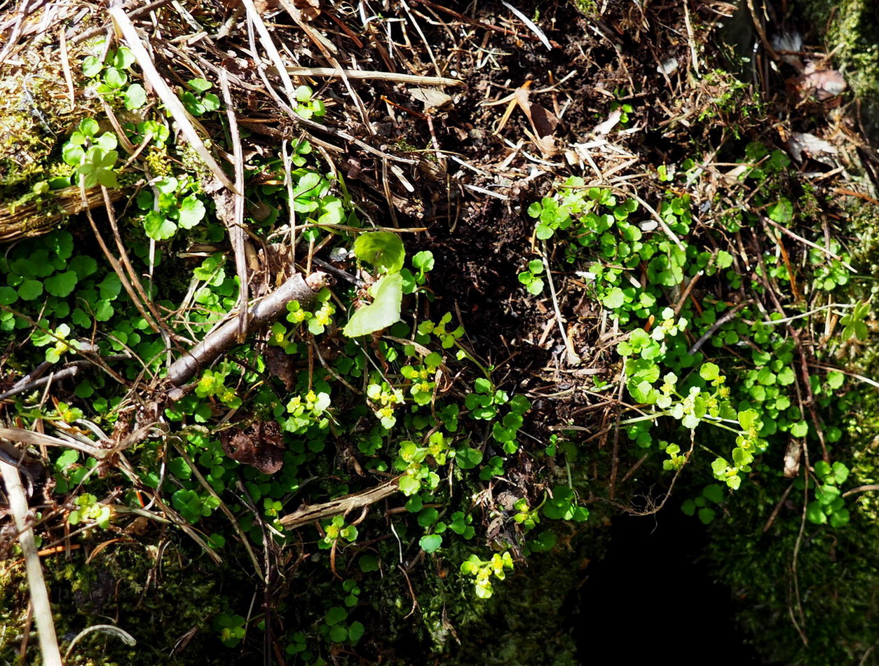 Image of Chrysosplenium filipes specimen.