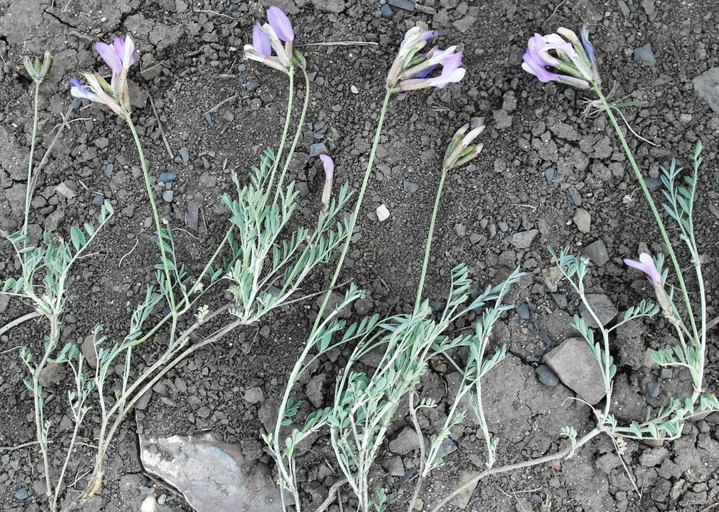 Изображение особи Astragalus macropus.