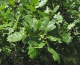 Quercus petraea. Верхушка ветви. Дагестан, Табасаранский р-н, 4 км к северо-востоку от с. Дарваг, поляна в дубовом лесу. 3 июня 2019 г.