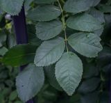 Rosa acicularis. Лист. Пермский край, г. Пермь, Кировский р-н, озеленение. 12.07.2019.