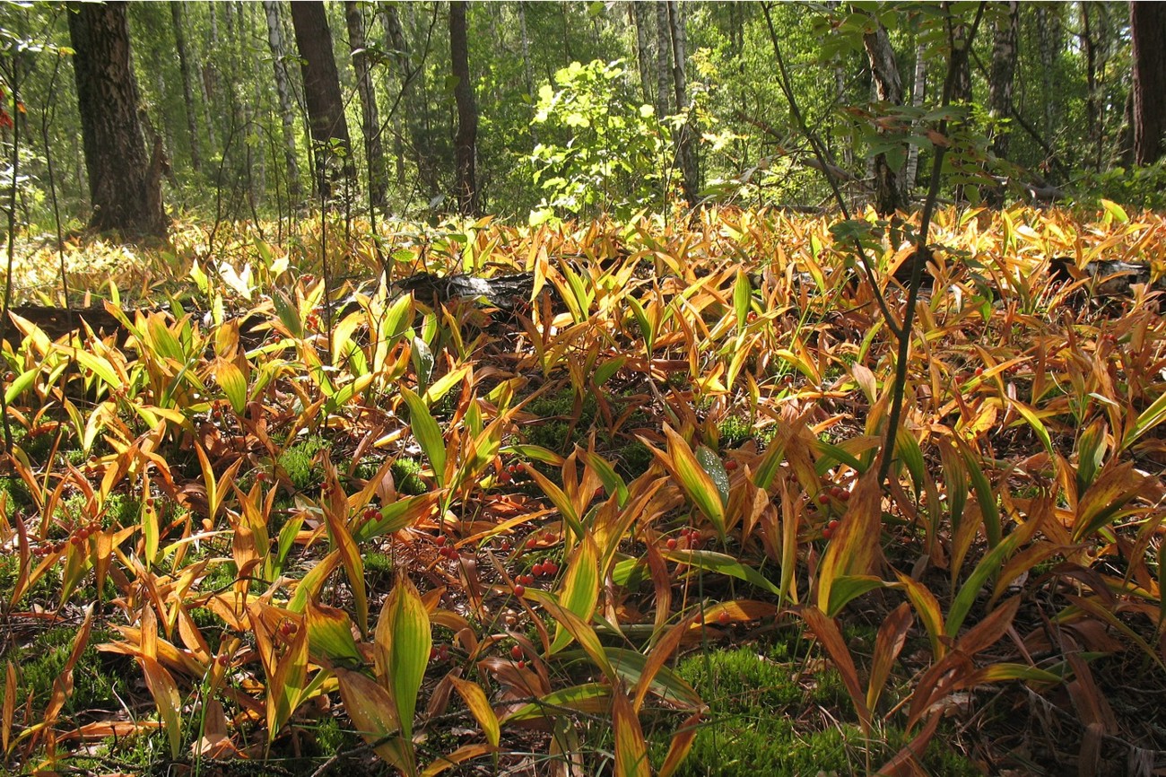 Изображение особи Convallaria majalis.