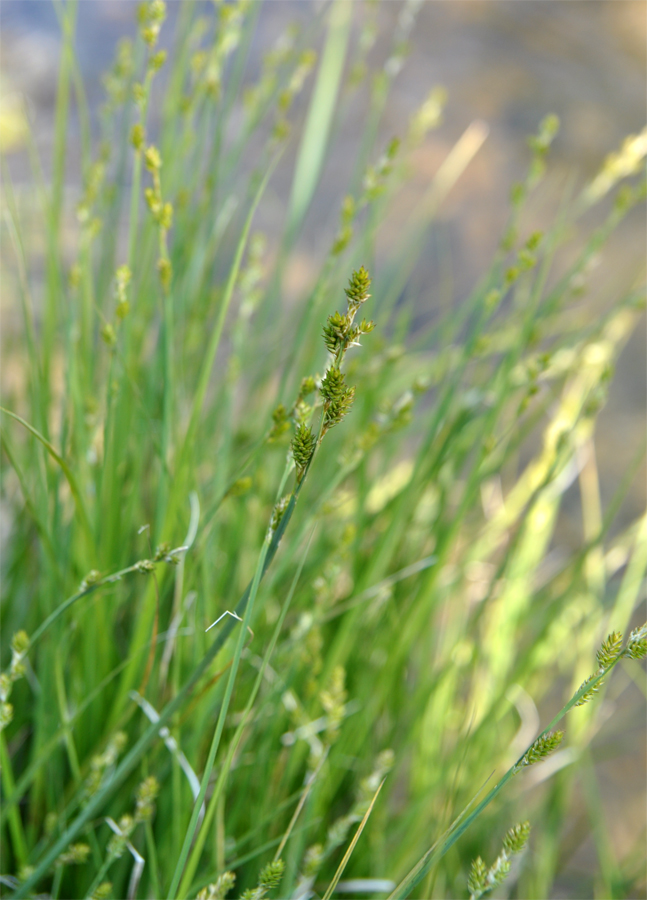 Image of Carex canescens specimen.