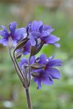 Primula amoena