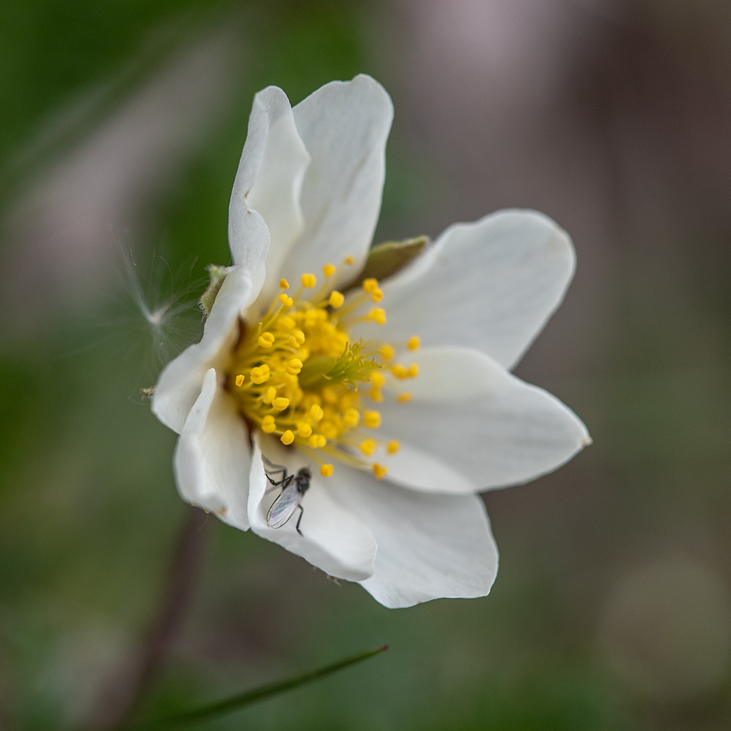 Image of Dryas caucasica specimen.