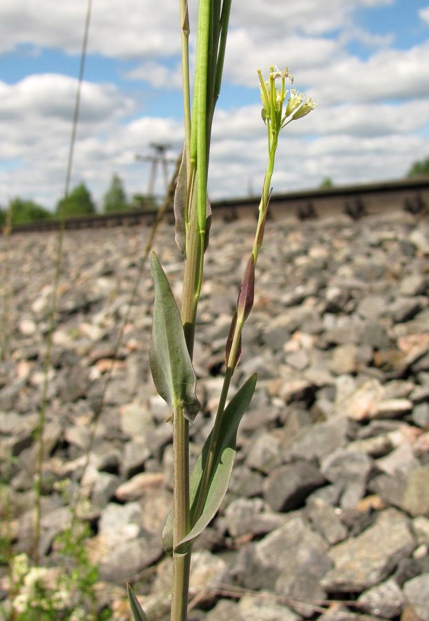 Image of Turritis glabra specimen.