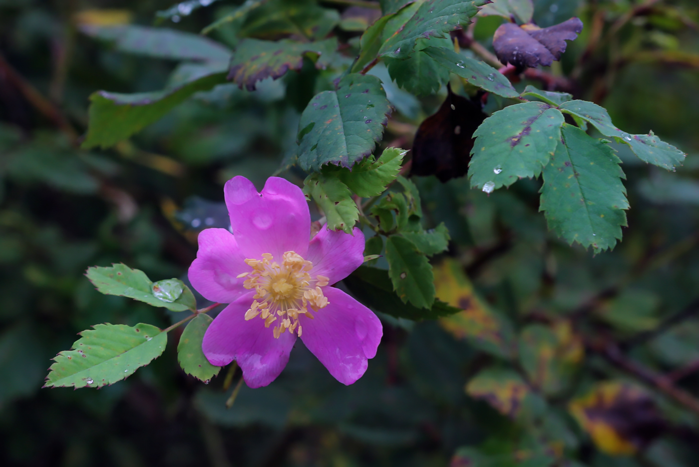 Image of genus Rosa specimen.