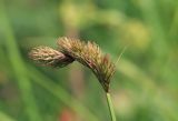 Смотреть изображение Carex leporina