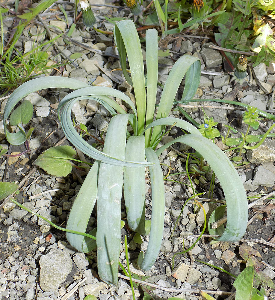 Image of Galanthus alpinus specimen.