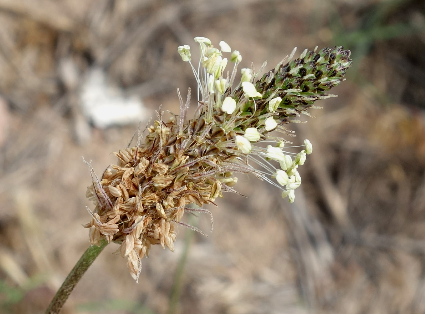 Image of Plantago lanceolata specimen.