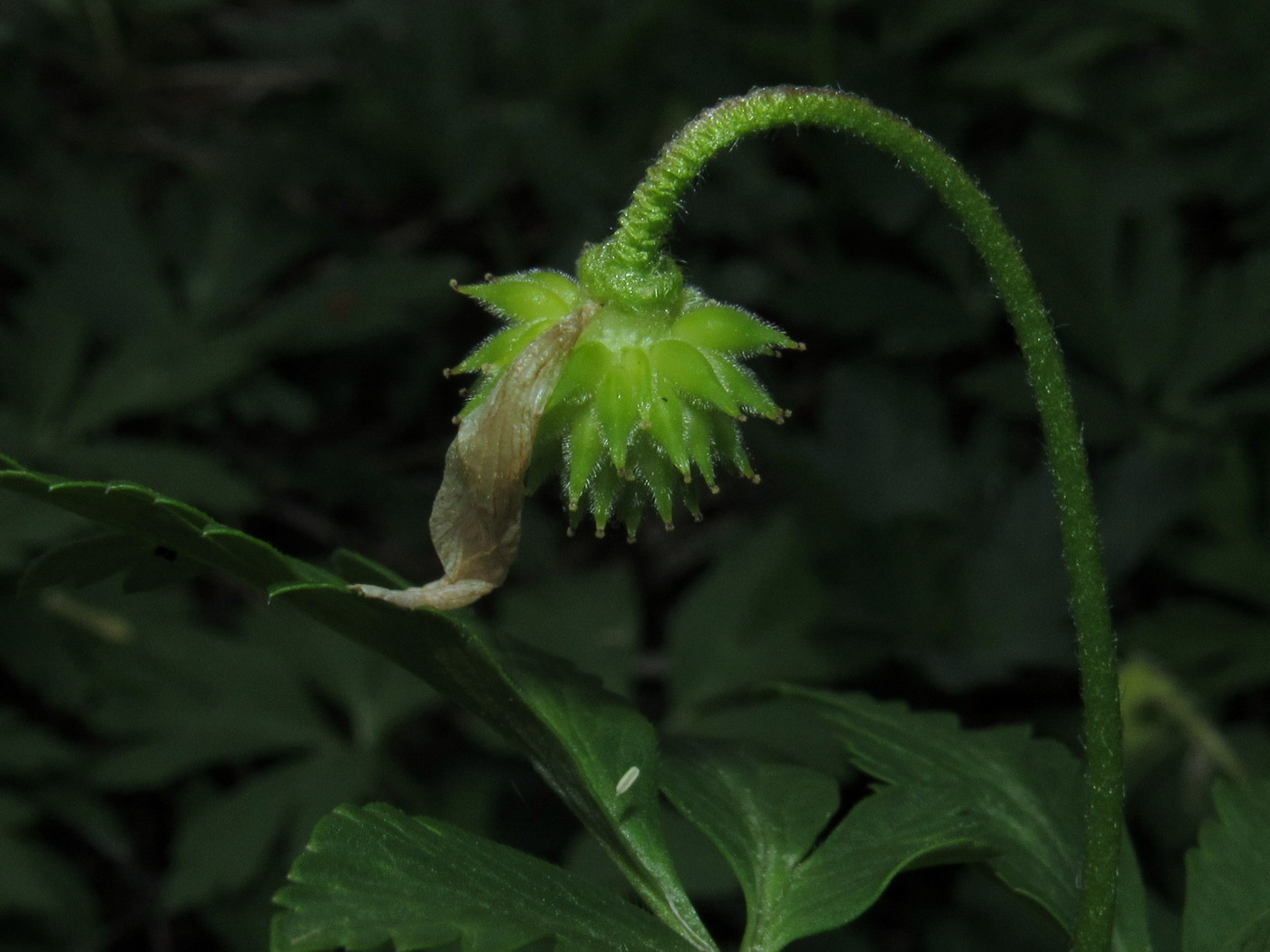 Image of Anemone altaica specimen.