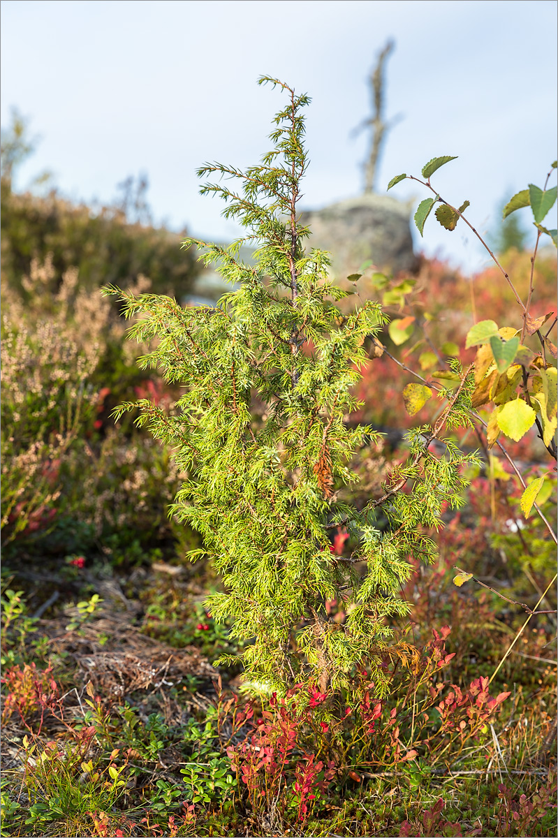 Изображение особи Juniperus communis.