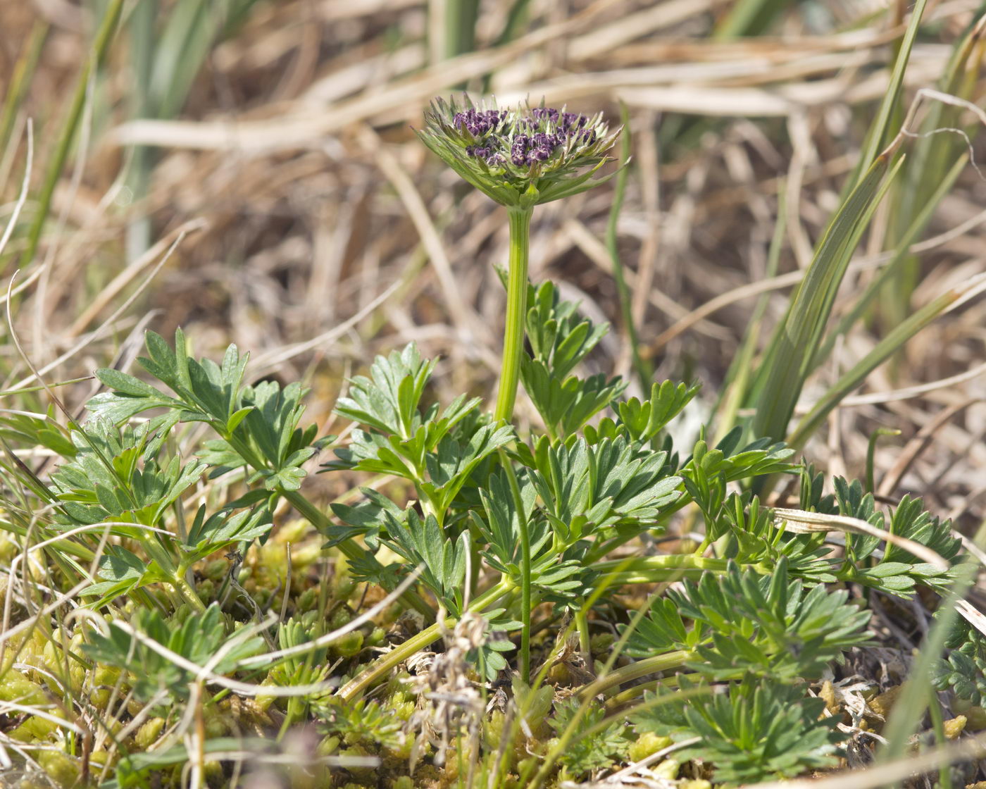 Image of Pachypleurum alpinum specimen.