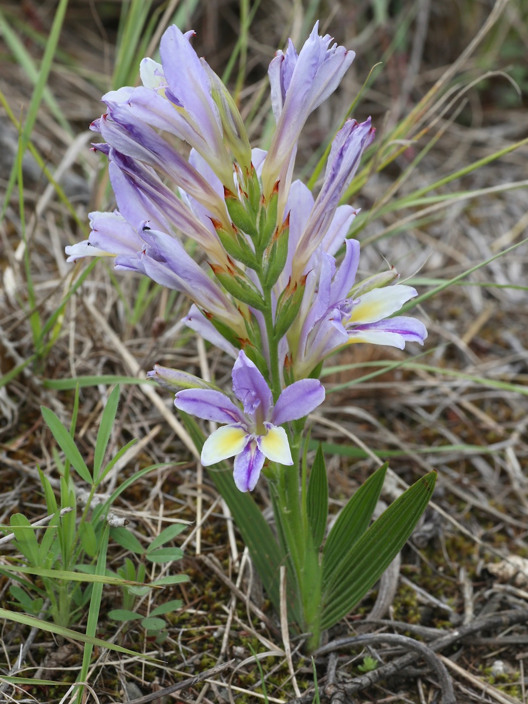 Image of Babiana mucronata specimen.