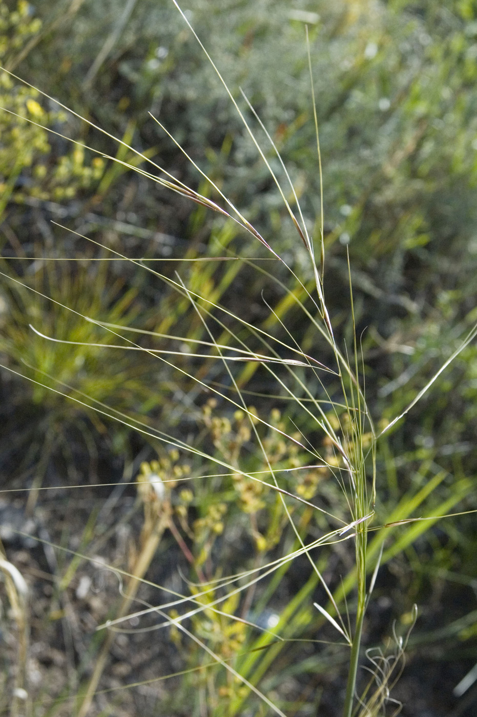 Изображение особи Stipa krylovii.