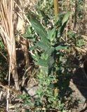 Stachys palustris