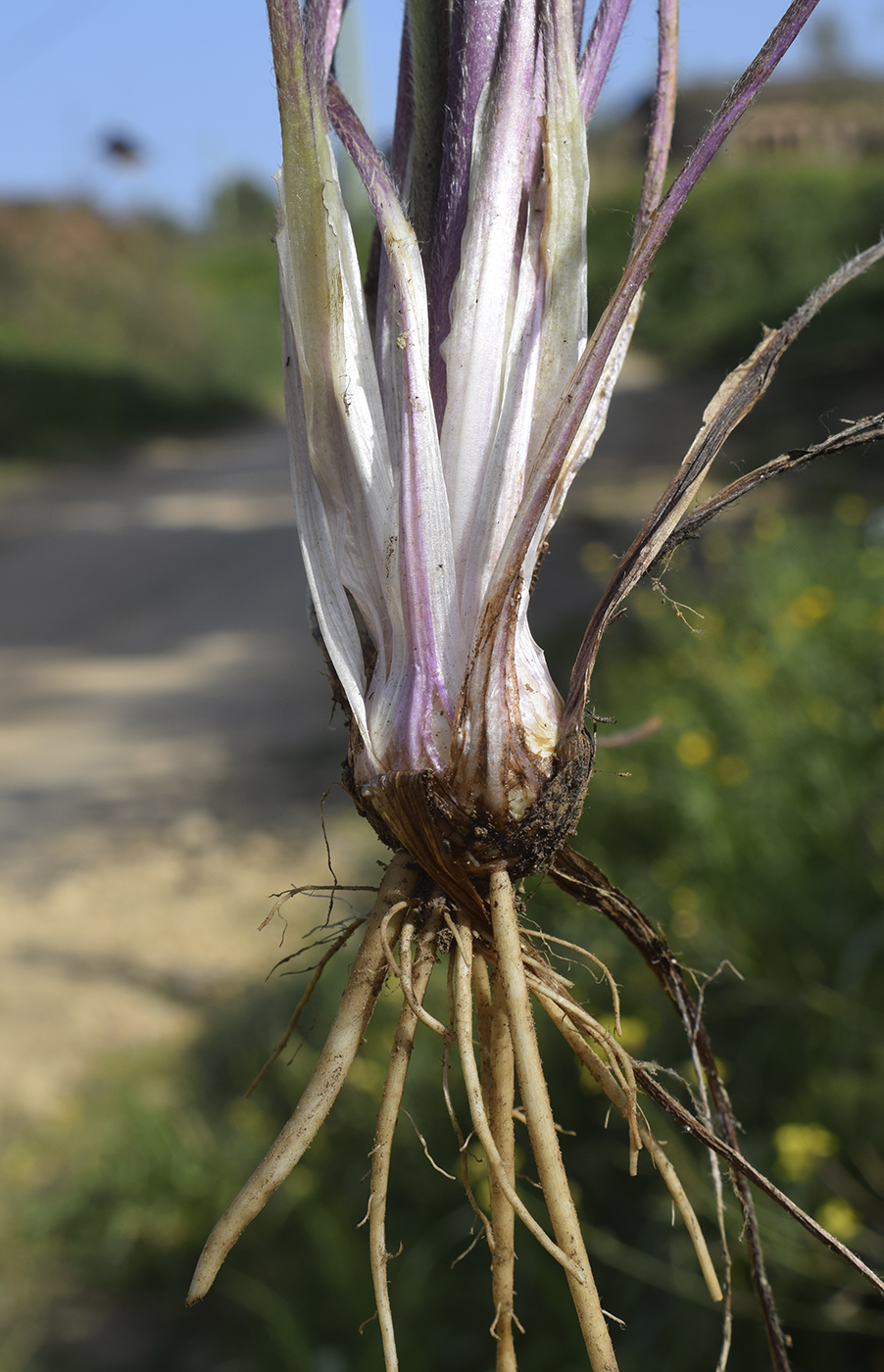 Image of Ranunculus aleae specimen.