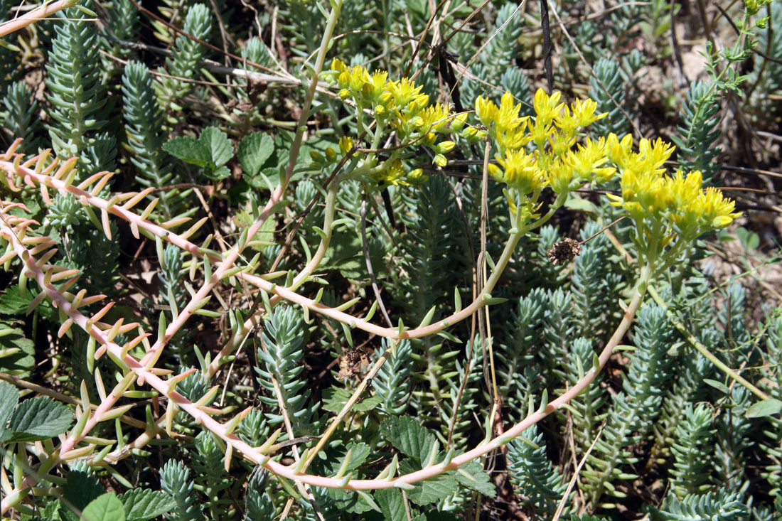 Изображение особи Sedum reflexum.