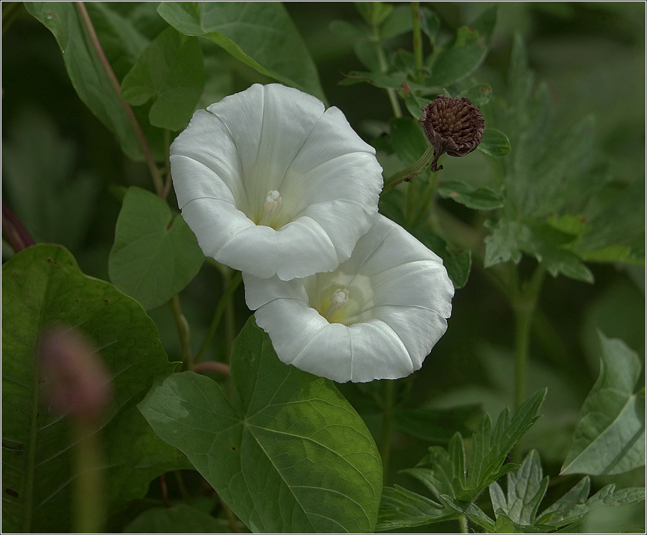 Image of Calystegia sepium specimen.