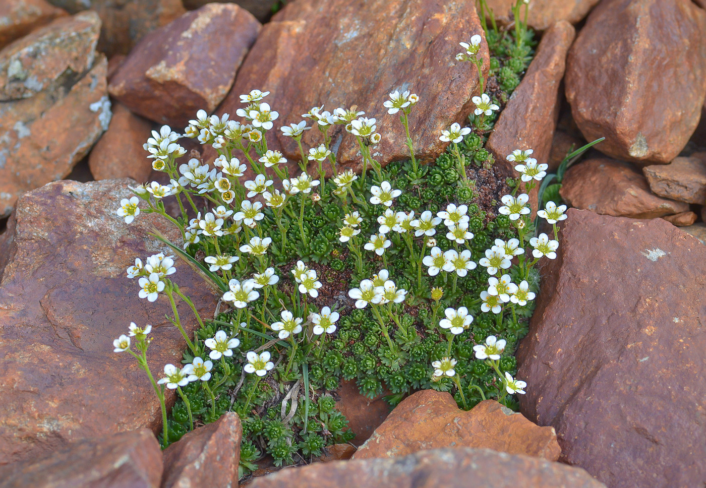 Image of Saxifraga exarata specimen.