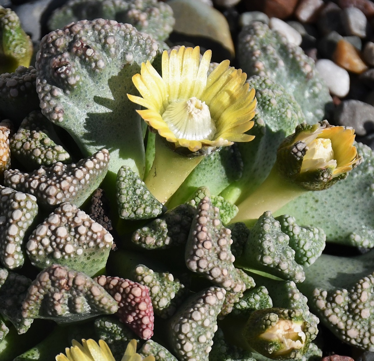 Изображение особи род Titanopsis.