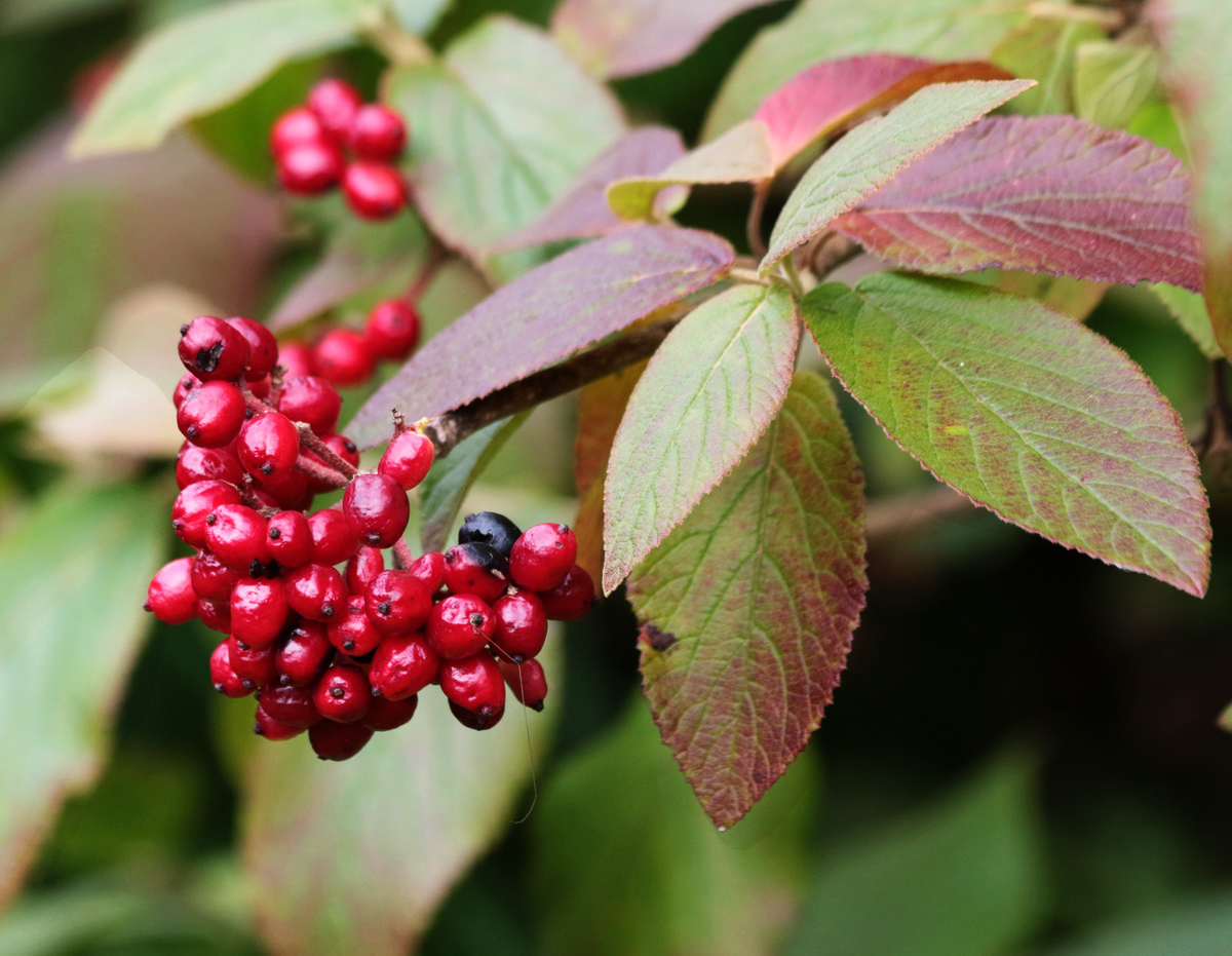 Image of Viburnum lantana specimen.