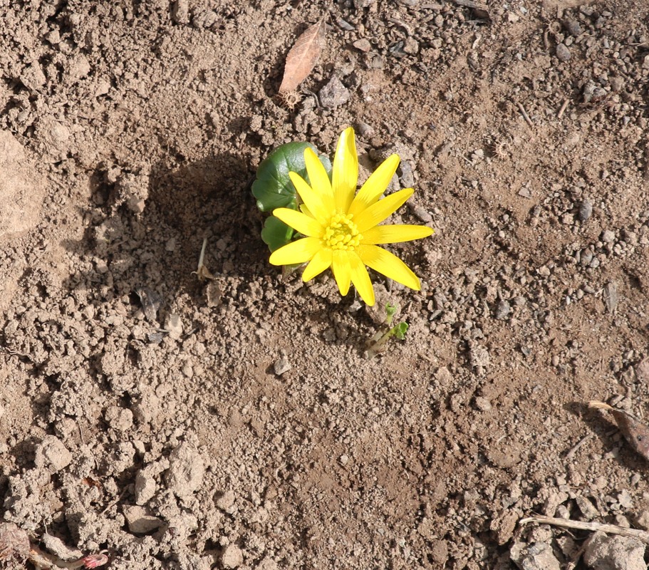 Image of Ficaria fascicularis specimen.