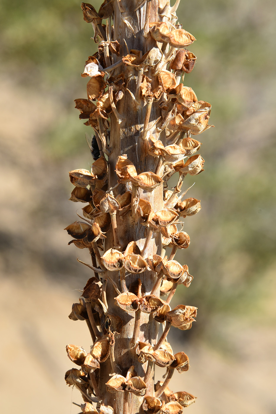 Изображение особи Eremurus inderiensis.