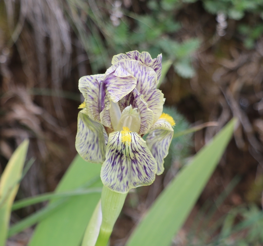 Image of genus Iris specimen.