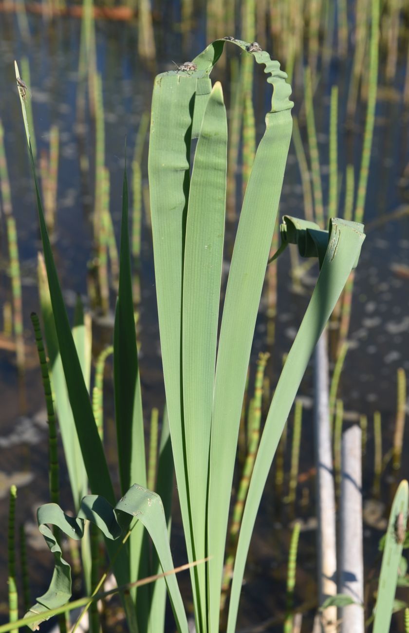 Изображение особи Typha latifolia.