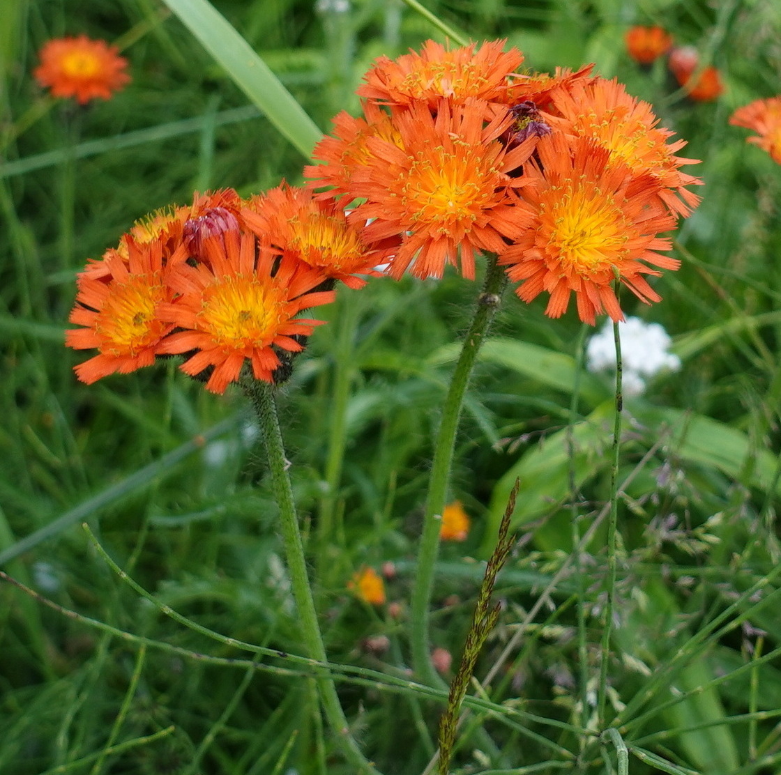 Изображение особи Pilosella aurantiaca.