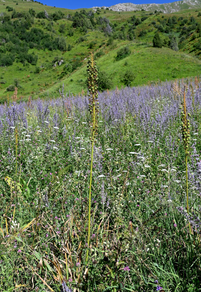 Изображение особи Eremurus fuscus.