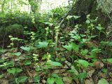 Pyrola renifolia