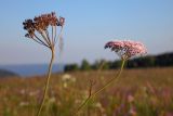 Смотреть изображение Pimpinella rhodantha
