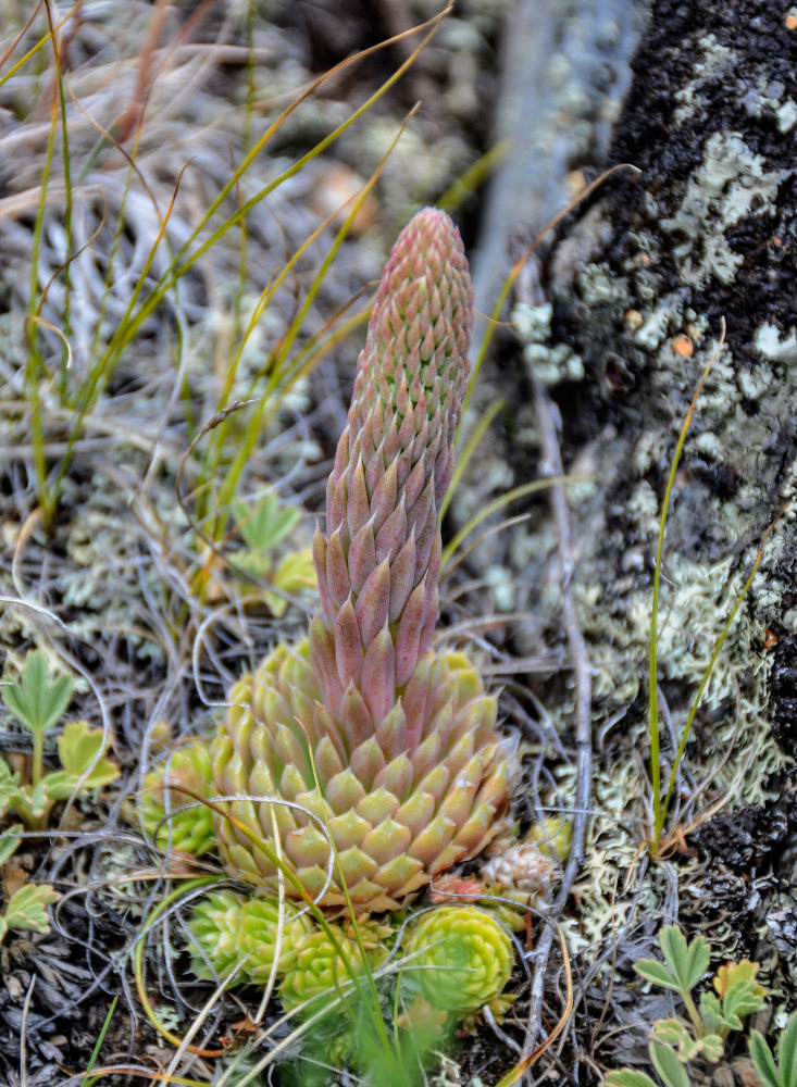 Изображение особи Orostachys spinosa.