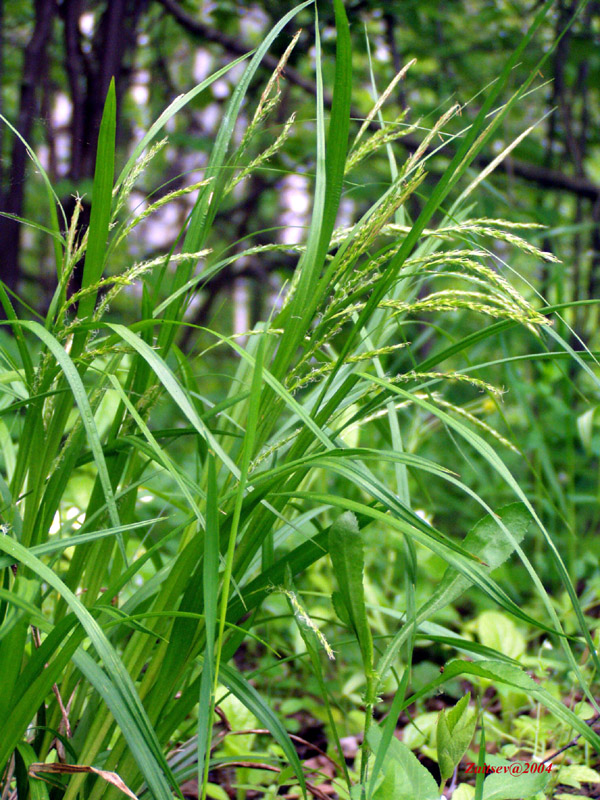 Изображение особи Carex sylvatica.