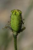 Papaver pseudocanescens