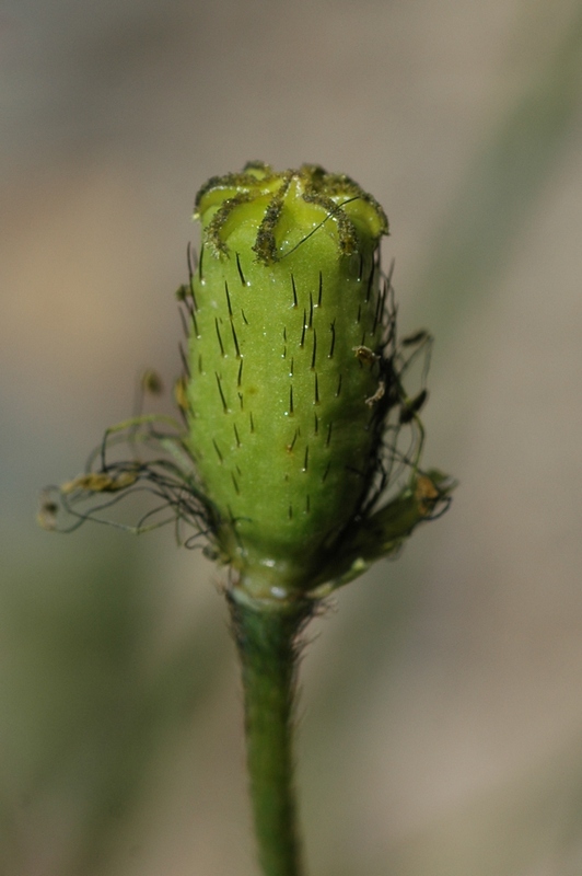 Image of Papaver pseudocanescens specimen.