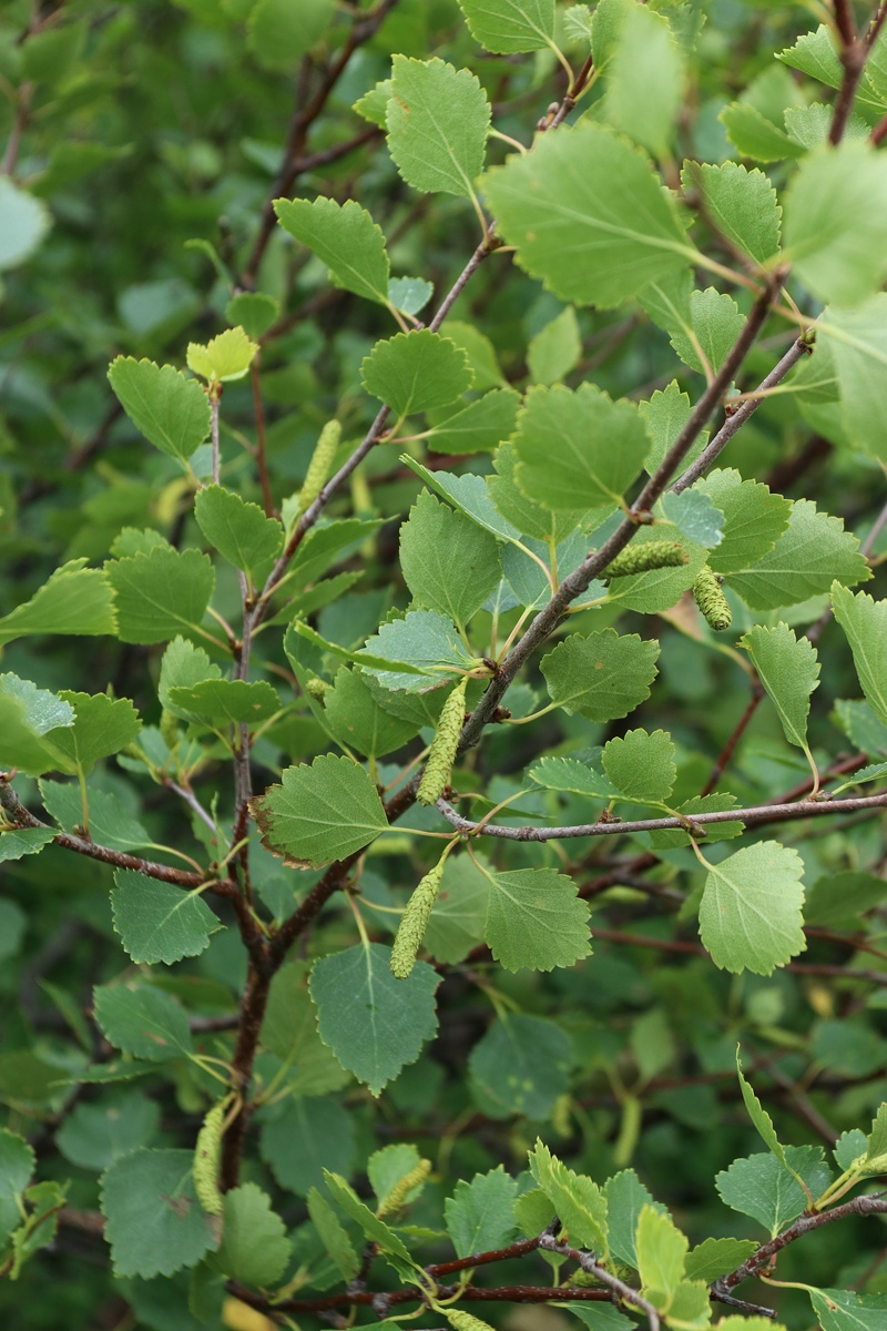 Image of Betula czerepanovii specimen.