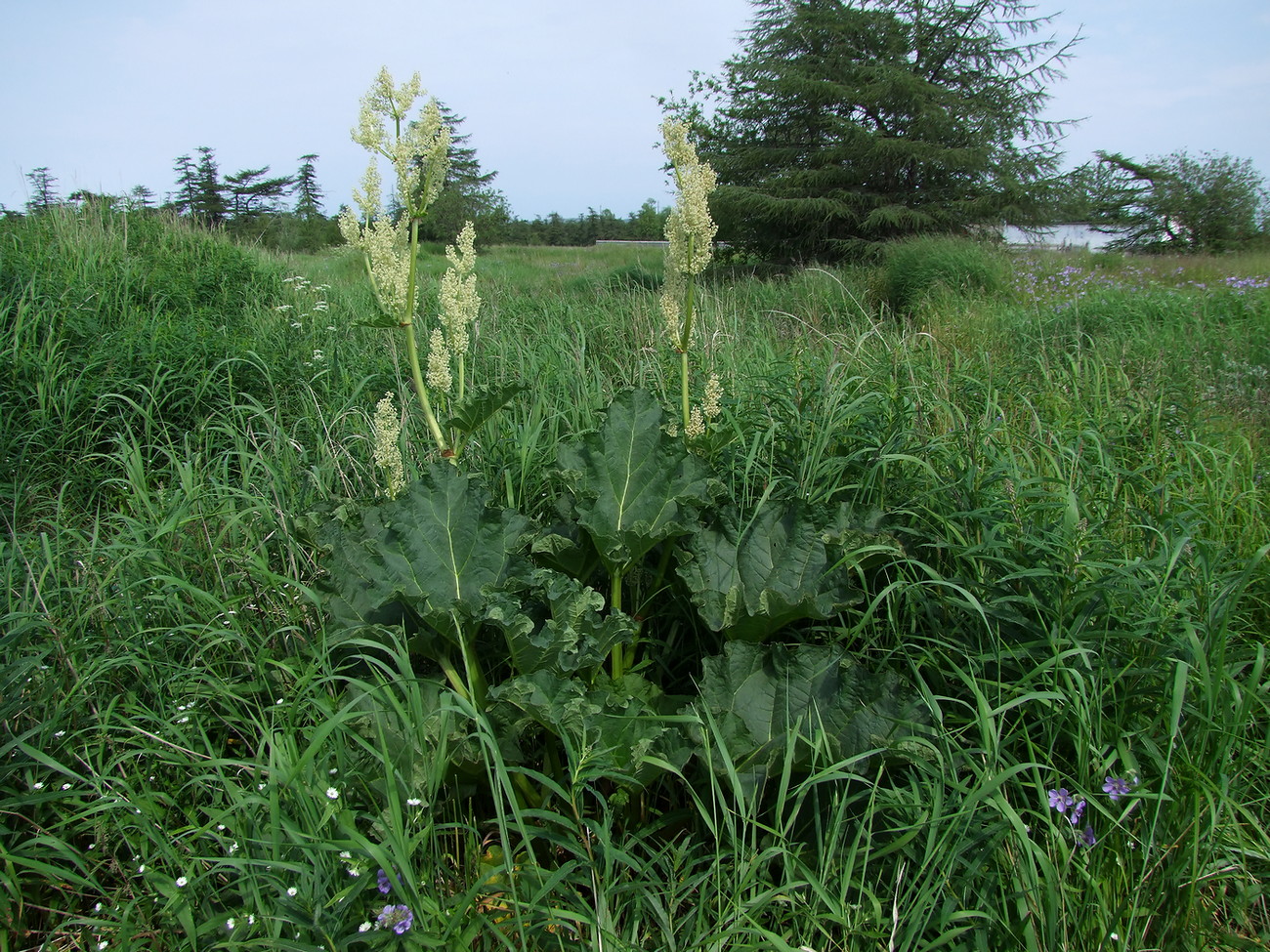 Изображение особи Rheum rhabarbarum.