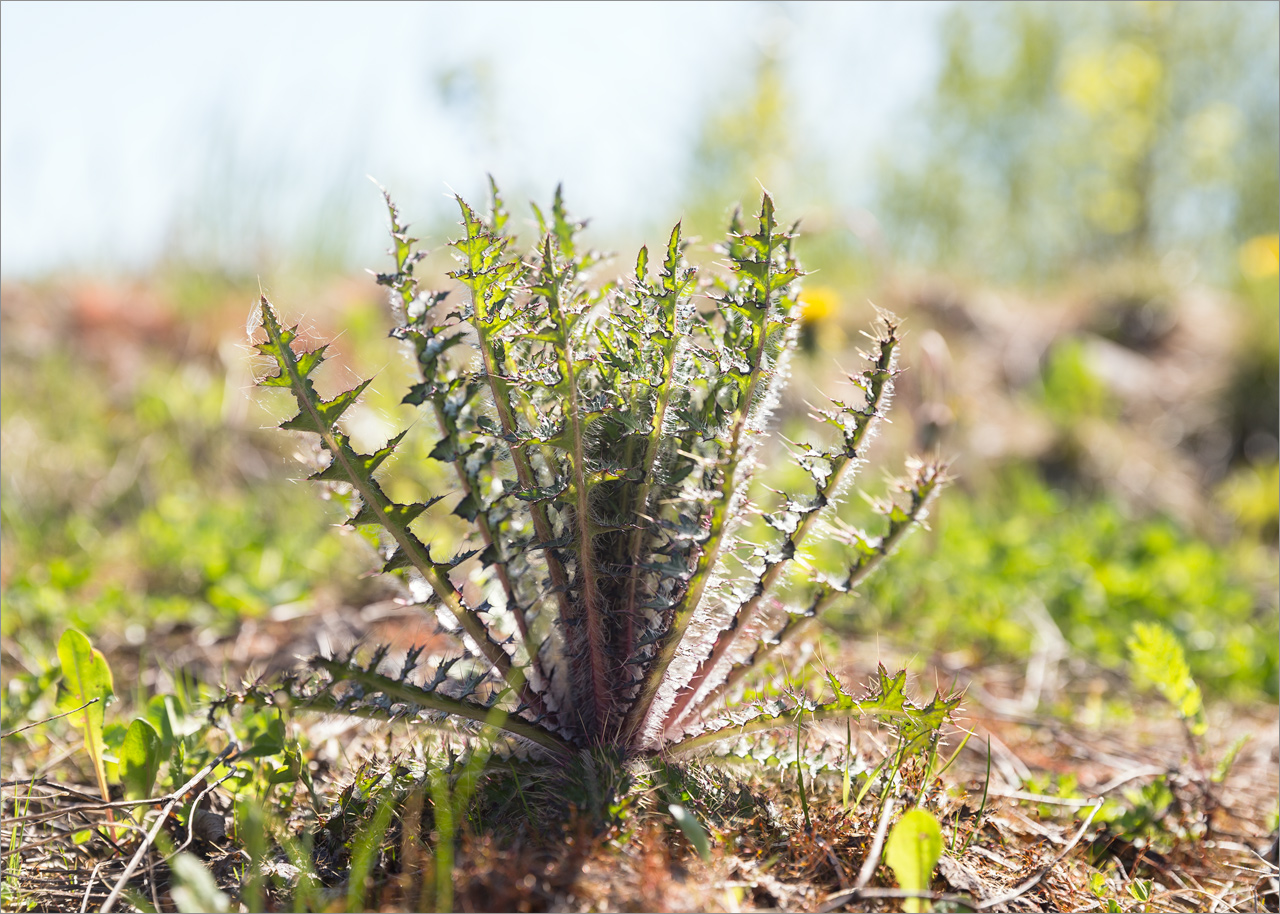 Image of Cirsium palustre specimen.