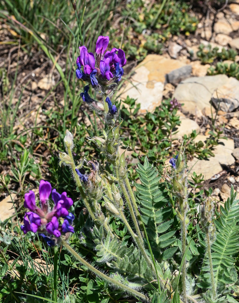 Image of Oxytropis owerinii specimen.