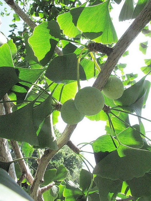 Image of Ginkgo biloba specimen.