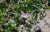 Convolvulus arvensis