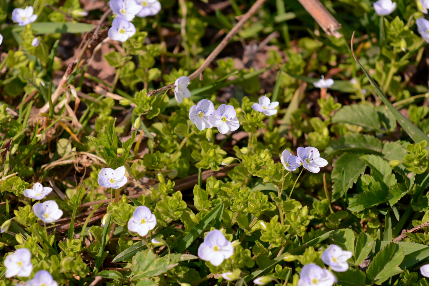 Image of Veronica serpyllifolia specimen.