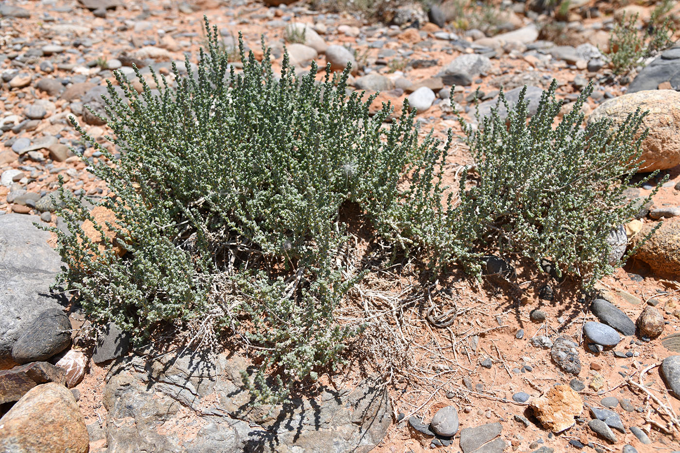 Image of Salsola gemmascens specimen.