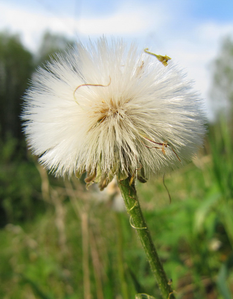 Image of Tussilago farfara specimen.