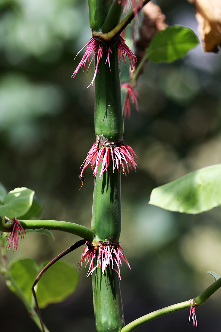 Изображение особи Persicaria pilosa.