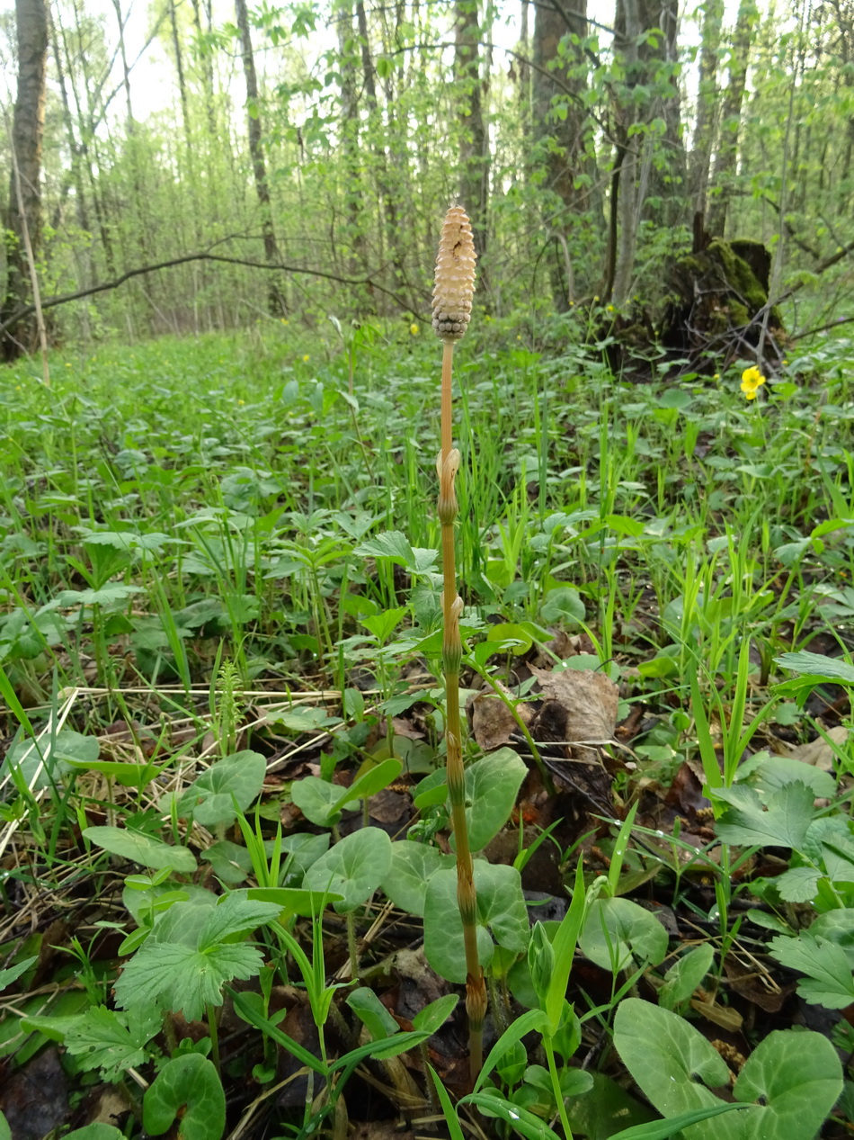 Изображение особи Equisetum sylvaticum.